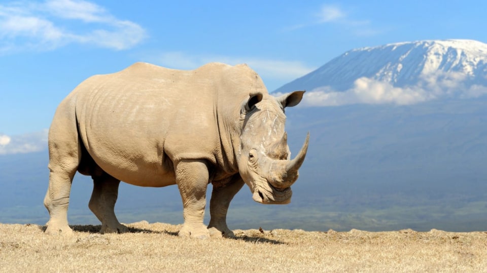Černý nosorožec_v pozadí Kilimanjaro